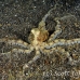 octopus_longarmed_kbraerpr3_h_0019_sul2507.jpg
